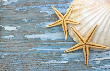 Seashell and starfish on a blue wooden board. Marine background.