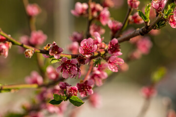 colorful violett apple tree blossoms