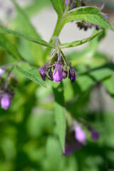 Common comfrey
