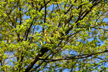Common hornbeam