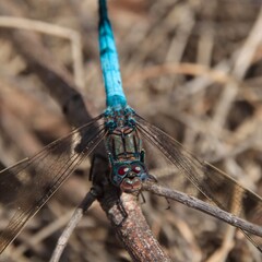 Colourful Florescent dragon fly sitting on a twig dragonfly  