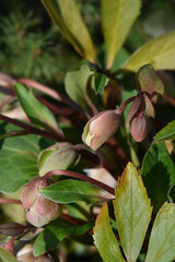 Hellebore Winter Princess