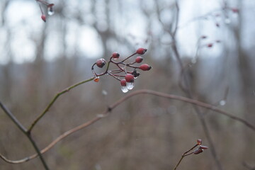 Frozen water droplets on a branch with berries