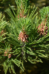 Dwarf mountain pine Mughus