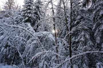 sunny winter wonderland in the forest