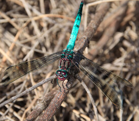 Colourful Florescent dragon fly sitting on a twig dragonfly  