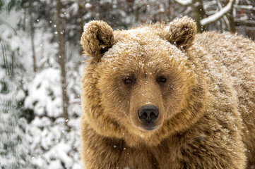 Fototapeta na wymiar Brown bear in the winter forest