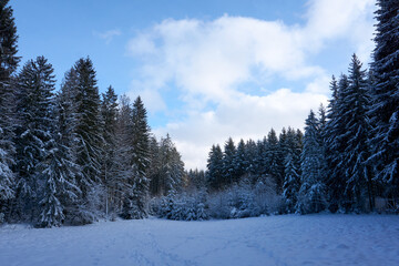sunny winter wonderland in the forest
