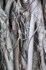 Close up of a banyon tree in the Maldives.