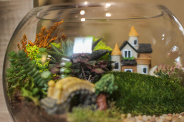 Small decoration plants in a glass aquarium garden terrarium forest in a jar. Terrarium jar with piece of forest with self ecosystem. 