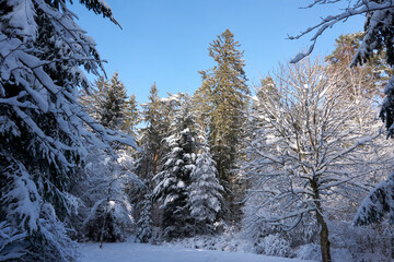 Fototapeta premium sunny winter wonderland in the forest
