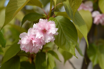 Japanese flowering cherry Kanzan