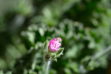 Sweet-scented geranium