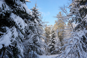 sunny winter wonderland in the forest
