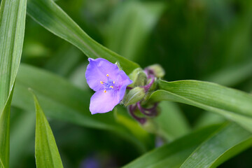 Spiderwort flower