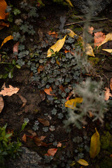 some plants on the ground