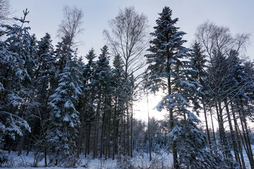 Fototapeta premium sunny winter wonderland in the forest