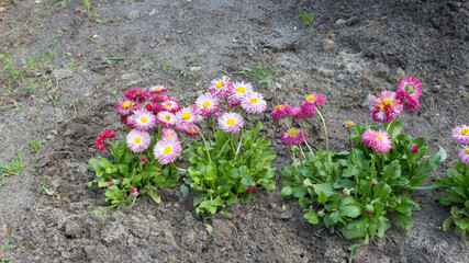 Bellis perennis. Daisy, pink flowers in the garden on the flowerbed © Maryna