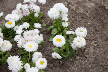Bellis perennis. Daisy, white flowers in the garden on the flower bed © Maryna