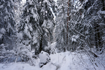 Fototapeta na wymiar sunny winter wonderland in the forest