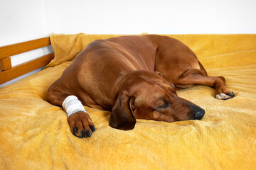 Dog with bandaged paw sleeping on bed. Injured dog.