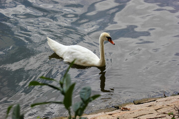 Schwan