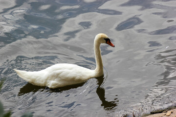Schwan