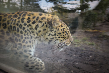 Fototapeta na wymiar an African leopard roar on something in a zoo. He is nervous.