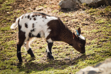 A white and black goat in the farm. Breeding goats for the production of goat cheese.