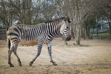 Fototapeta na wymiar A zebra in Safari Zoo in usti. Beautiful kind of zebra.
