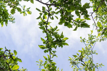 Green leaves on blue sky background, summer background