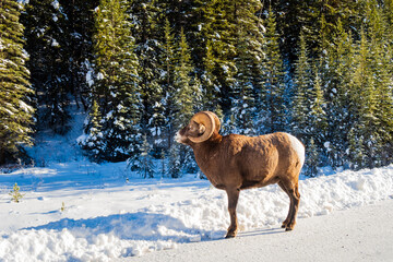 Naklejka premium Beautiful bighorn sheep walking on the Icefields Parkway in Banff National Park, Canada