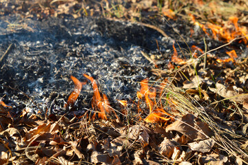 Burning leaves and dry grass.