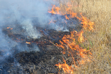 Dry grass burning. Strong smoke and fire during a fire.