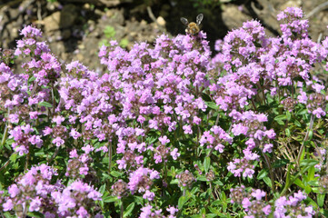 Thyme (Thymus serpyllum) blooms in nature