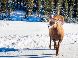 Fototapeta premium Beautiful bighorn sheep walking on a snowy road in Banff National Park, Canada