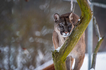 The cougar (Puma concolor) is a large felid of the subfamily Felinae. It is native to the Americas
