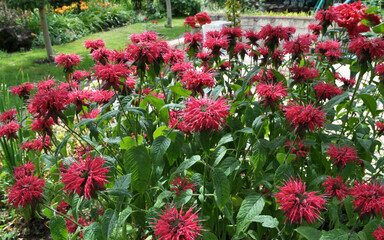 In the garden red flowers in bloom monarda
