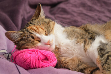 Fototapeta na wymiar The cat is sleeping sweetly on a pink ball of thread.
