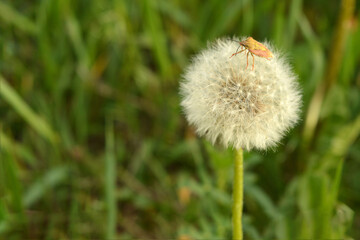 Forest beetle sitting on a dandelion, close-up