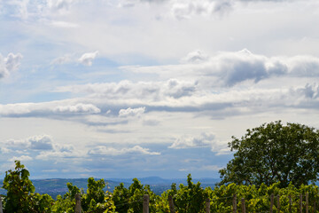 Obraz premium Weinberg