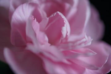 petal of carnation 