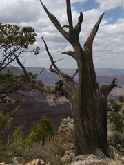 tree in the canyon