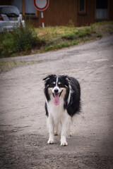 Portrait of border collie who is waiting on the road in czech mountain Krkonose. He is so funny