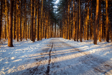 Winter Forest at sunset, Walnut Woods Tall Pines Area