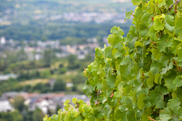 Weinberge