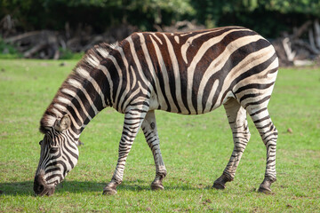 Fototapeta na wymiar Zebra is eating green grass.