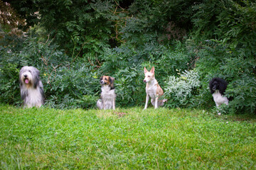 Obraz na płótnie Canvas Four dogs are sitting in bush in city center in Prague.