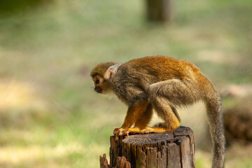 Squirrel Monkey in the park follow the vegetation