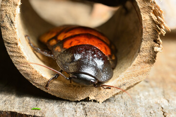 Madagascar hissing cockroach, Gromphadorhina portentosa, one of the largest species reaching 5 to...